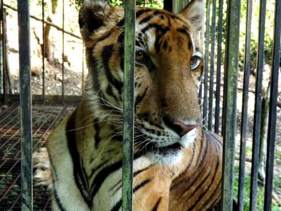 Cebu Zoo